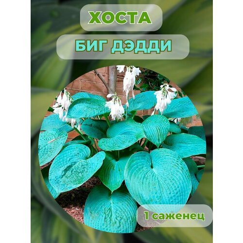 ���� ����� �������, ����� ��������� 1 �����, ������ �� 500 ���