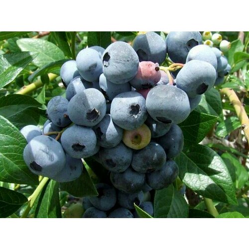 ���� ������� �������� ������� 3� ����� (���) �������., ������ �� 1198 ���