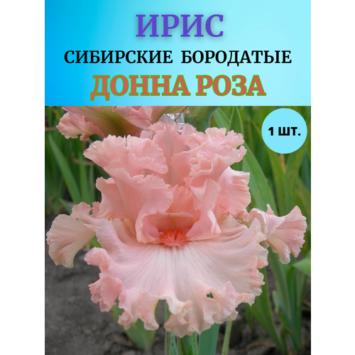 ���� ���� �������� ����� ����, ����������� �����, ������ �� 450 ���