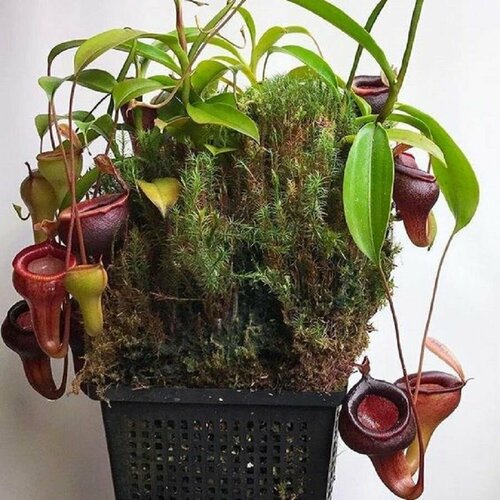 ���� �������� ���������, Nepenthes �irabilis, ������������� ��������, ������, ������ �� 424 ���