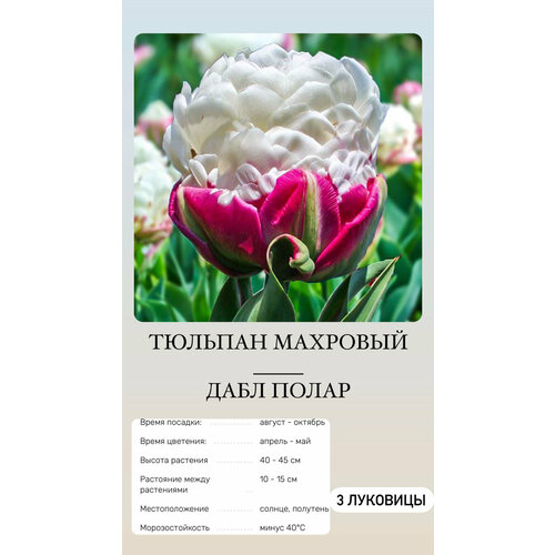 ���� ������� �������� ����������� ������, ������ �� 500 ���