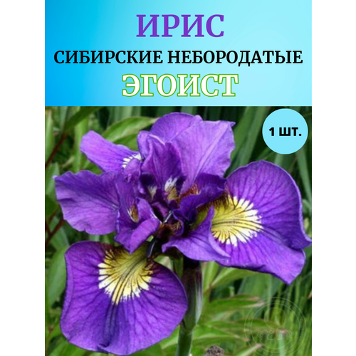 ���� ���� �������� ������, ����������� �����, ������ �� 450 ���