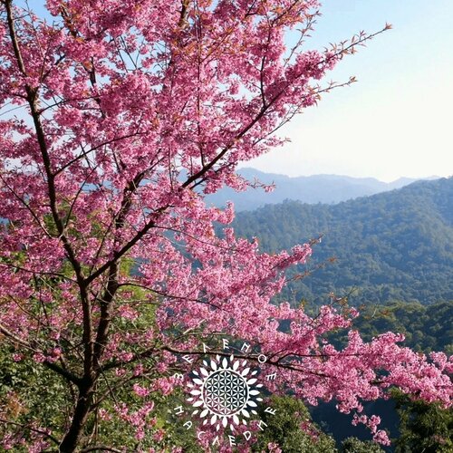 ���� ������ ������� ����������� (���. Cerasus avium) 15�� �� Green Legacy, ������ �� 365 ���