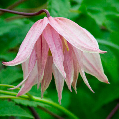     (Szkolka roslin A.M ()), 1    15-20 ,   2900 