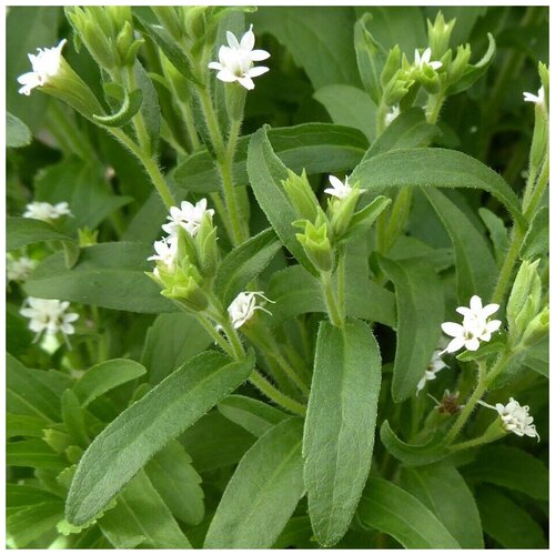 ���� ������ ������ ������ rebaudiana ������� 30 ��., ������ �� 250 ���