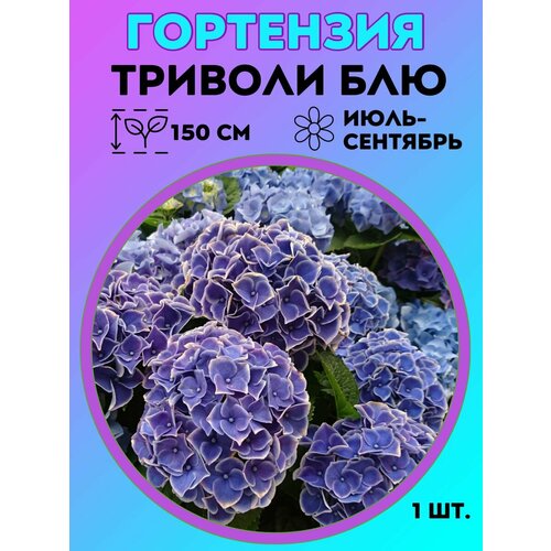 ���� ��������� �����������, ������� 1 �����, ������ �� 550 ���