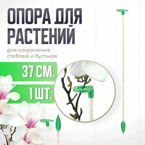 ���� ����� ��� �������� � �������, ������� ������� ��� �������, ��� ������� , ��������� ������ 37 �� 1 ��, ������ �� 188 ���