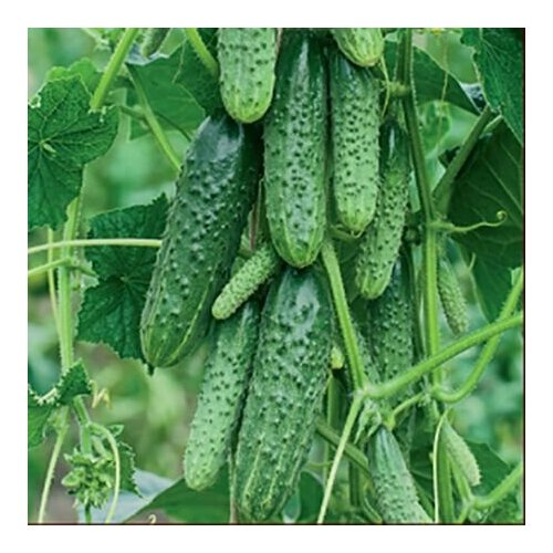 ���� ������������� ������ ������ F1 �������, ������ �� 125 ���