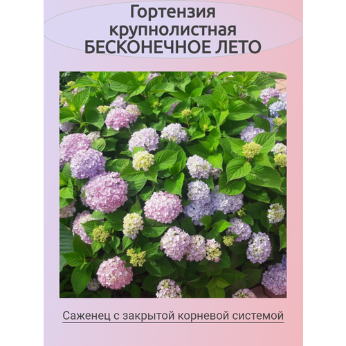 ���� ������������� ��������� ����������� ���� (���������), ������ �� 855 ���