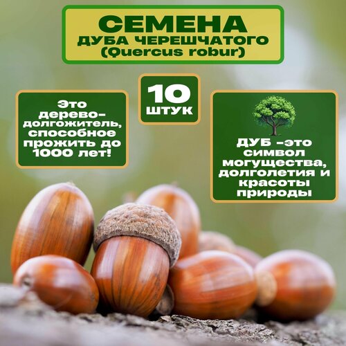 ���� ������ ���� �����������, 10 ��. ������ �������, ������� ���������. �������� ��������� ��������, �������� ������� ��� �� ����� �������. �������� ��� ������������ ������� � ����������., ������ �� 503 ���