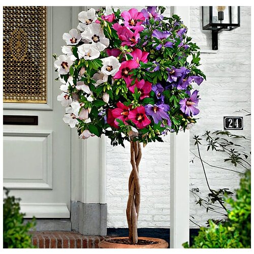 ���� �������� ��������� ����, ������, 25 ��, ���������, �������� ��� ��������� � �����., ������ �� 372 ���