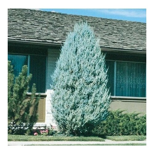 ���� ������������ �������� �������, ������ �� 1199 ���