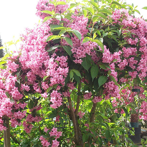 ���� ������� ������ ����� ���� (1 ������� � ������ 15-20 ��). Belgium Plants Van. (�������), ������ �� 896 ���