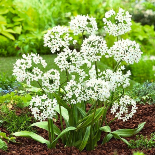   , botanica garden,  , ( 10  ),   420 