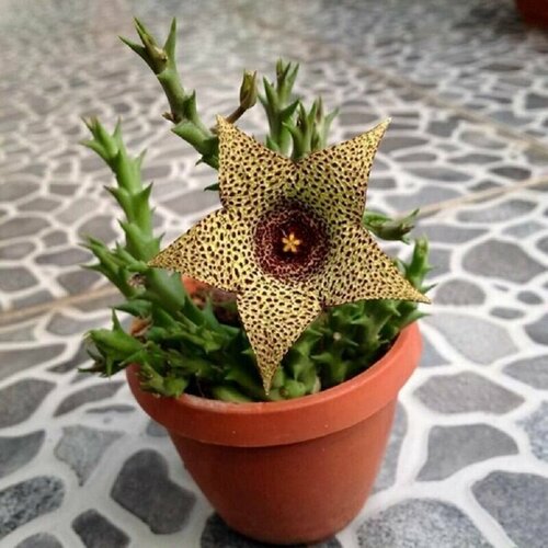   , Stapelia Variegata, Orbea, , , ,   439 