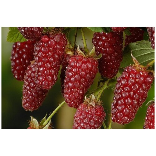 ���� ������� �������� - ���2�� ������ 2��. �������., ������ �� 1198 ���