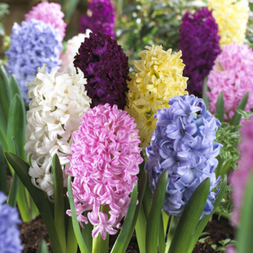 ���� �������� ������, botanica garden, �������� ���� ������, 3 �����, ������ �� 496 ���