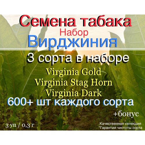 ���� ������ ������ ����� 