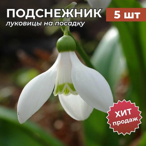 ���� �������� ����������� �� ������� �������� 5��, ������ �� 1017 ���