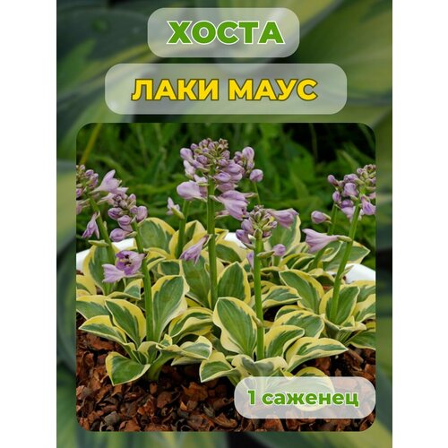 ���� ����� �������, ����� ��������� 1 �����, ������ �� 500 ���