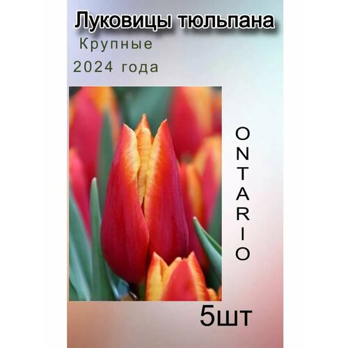 ���� �������� �������� Ontario ( 5 ��), ������ �� 283 ���