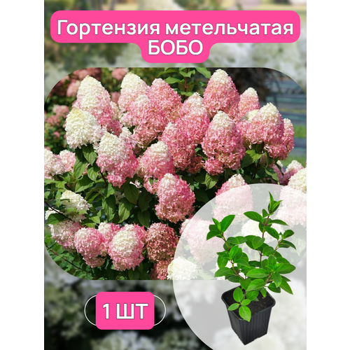 ���� ��������� ����������� ���� �������, ������ 15-25 ��, ��������� �9, ������ �� 950 ���