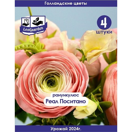 ���� ���������, ����������, ���� �������� , 4�� (Leogaarden), ������ �� 350 ���