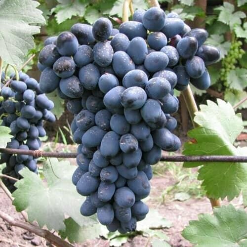 ���� �������� ������ ����������, ������ �� 999 ���