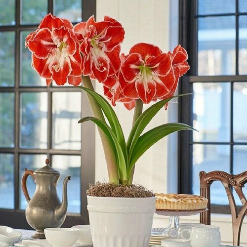 ���� ����������� �����, Hippeastrum Samba, ������, ������ �� 433 ���