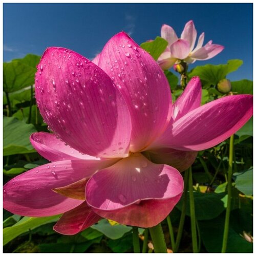 ���� ������ ������ ����� ����������� 5 ��., ������ �� 300 ���