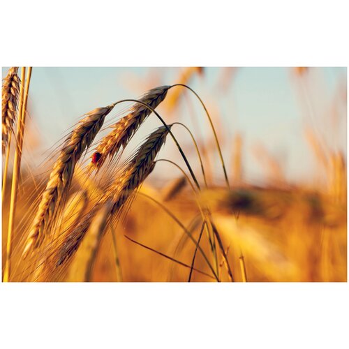 ���� ���� ������ ���������-9 �������, ������� ���������, ��������� �����, 1 �� �����, ������ �� 340 ���