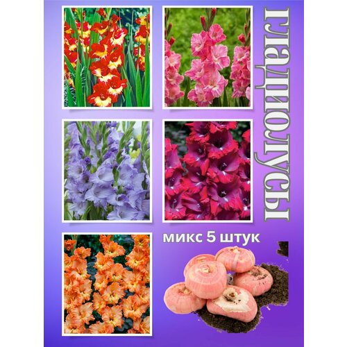 ���� ��������� ��������, ���� 5����, ������ �� 500 ���