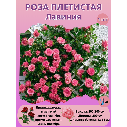 ���� ���� ��������� �������, ����������� �����, ������ �� 450 ���