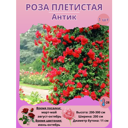 ���� ���� ��������� �����, ����������� �����, ������ �� 450 ���