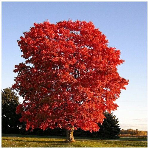 ���� ������ ������ ��� ������������� 10 ��., ������ �� 400 ���