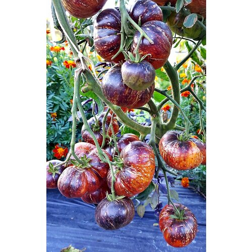      (Blue Fire) / Seeds And Goods /   zip-lock   10 ,   269 