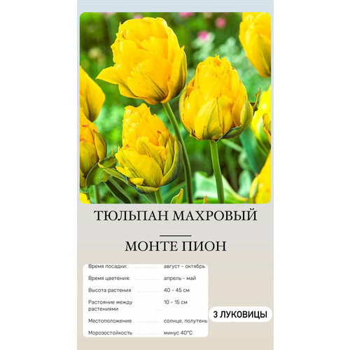 ���� ������� �������� ����������� ������, ������ �� 500 ���