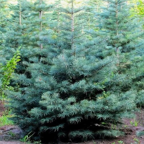 ���� ����� ����������� (1 �������), ������ �� 1023 ���