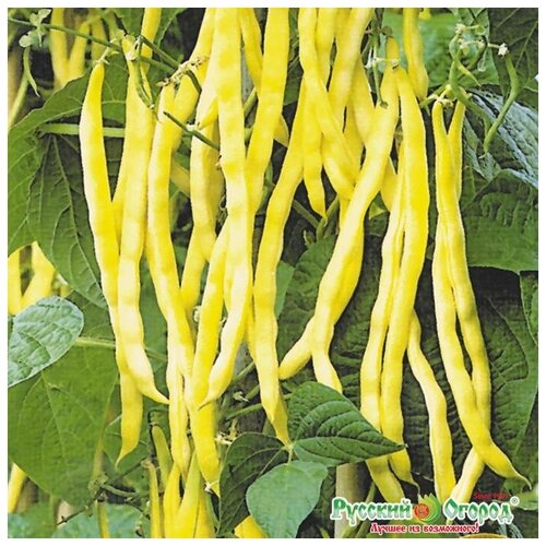 ���� ������. ������ �������� 