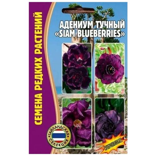    Siam blueberries 3 ()  ,   480 