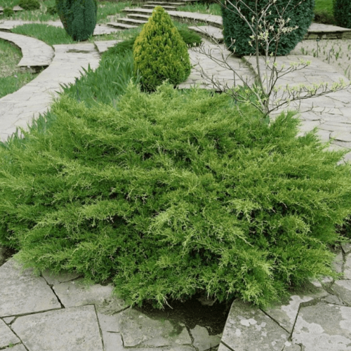 ���� ������������ �������� ��������� ������� (1 ������� � ������ 15-20 ��). Belgium Plants Van. (�������), ������ �� 784 ���