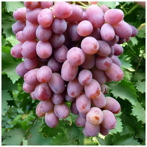 ���� ������ ������ �������� ������� ������ ������ 10 ��., ������ �� 300 ���