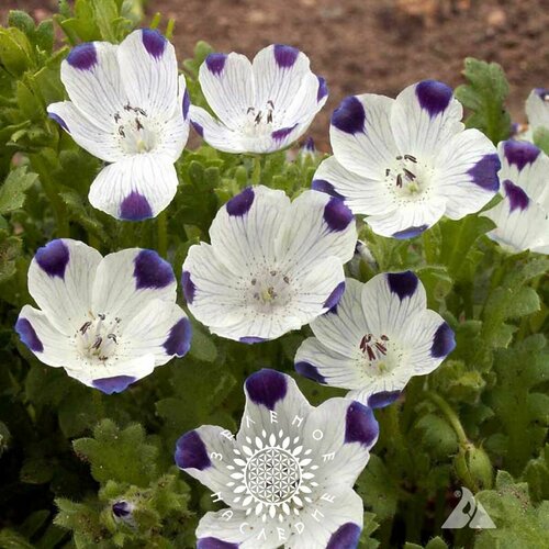     (. Nemophila maculata) 35   Green Legacy,   375 