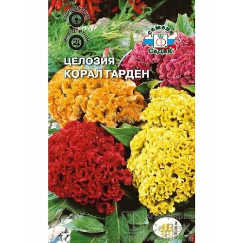 ���� ������� 