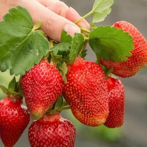 ���� �������� (�������������) ���� 5 ��, ������ �� 486 ���