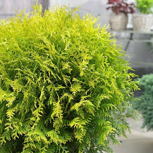 ���� ��� �������� ������� ����� (1 ������� � ������ 15-20 ��). Szkolka roslin A.M (������), ������ �� 840 ���