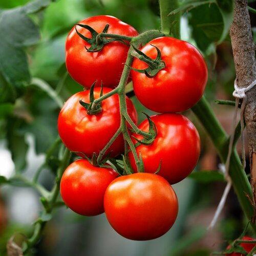    F1,             , 10 ,   278 