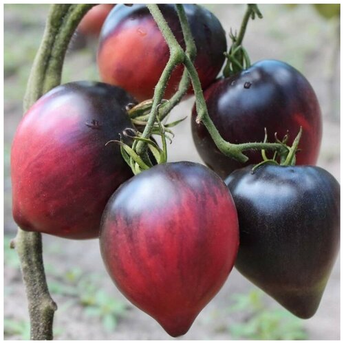 ���� ������ ������ ����� ������� ������ 10 ��., ������ �� 320 ���