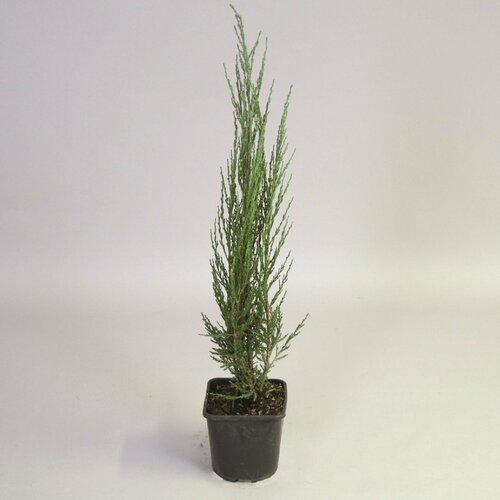 ���� �������� ������������ ���������� ��� ����� 882212 �2 H30-40, ������ �� 1499 ���