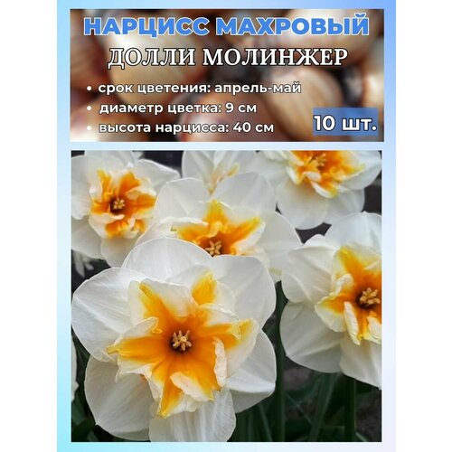 ���� ������� ��������, �������� 10 ����, ������ �� 960 ���